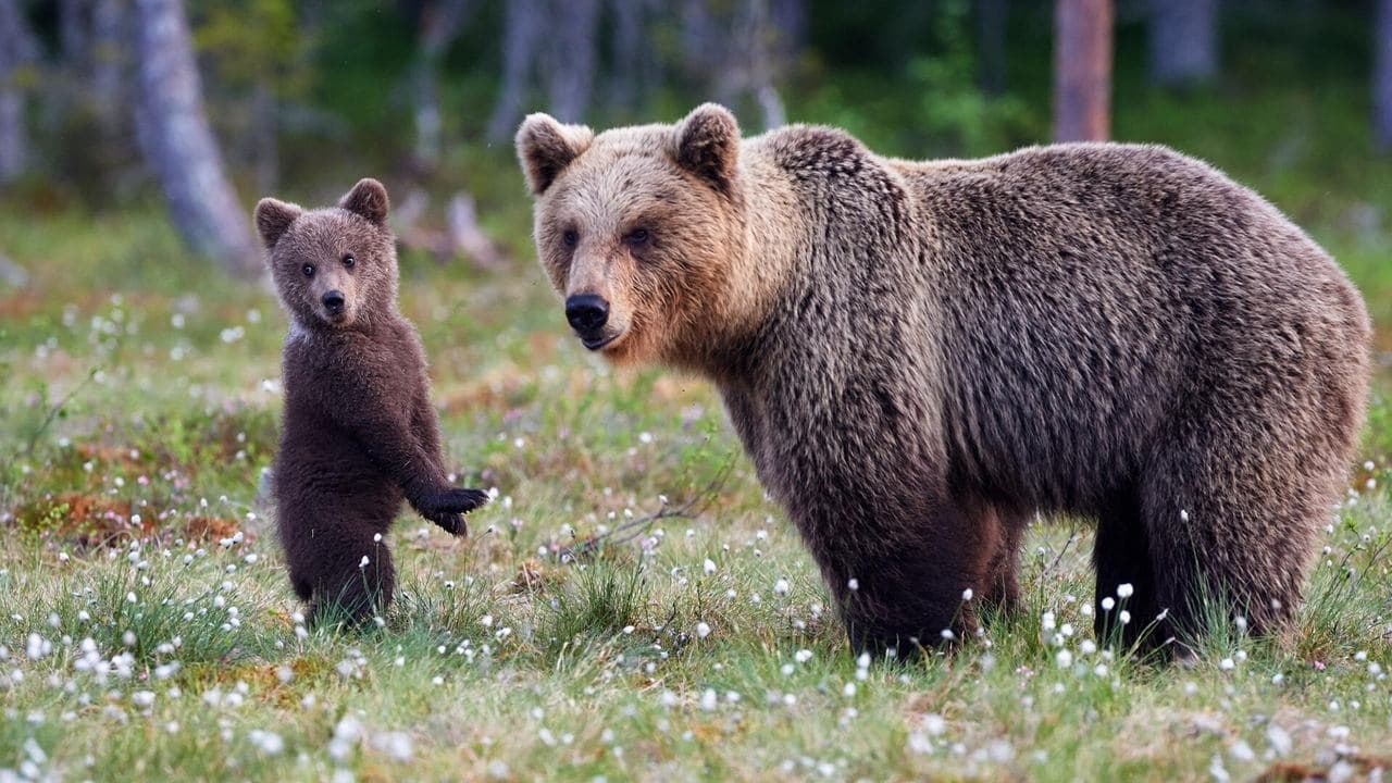 Bear Land backdrop
