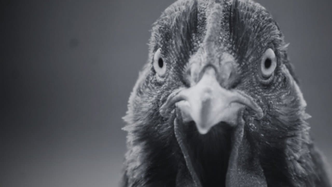 ¿Por qué la gallina cruzó el camino? backdrop
