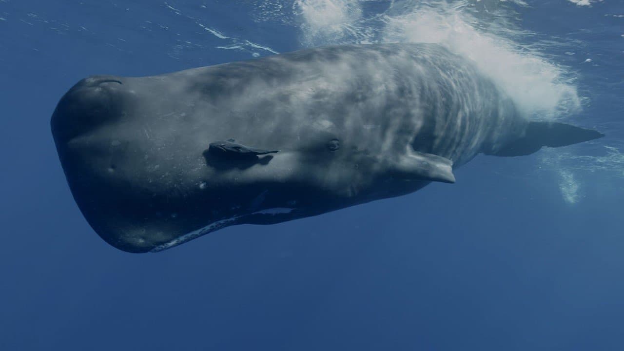 Mammifères marins, les maîtres des abysses backdrop