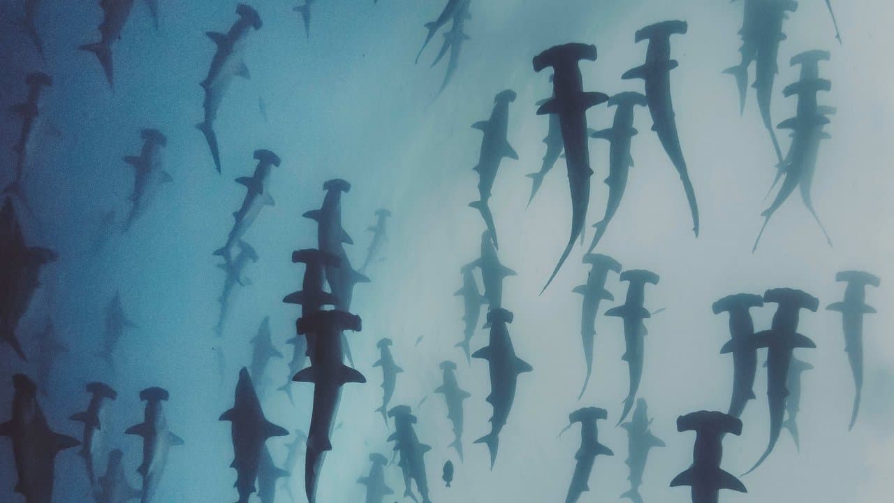 Nature's Strangest Mysteries: Solved backdrop