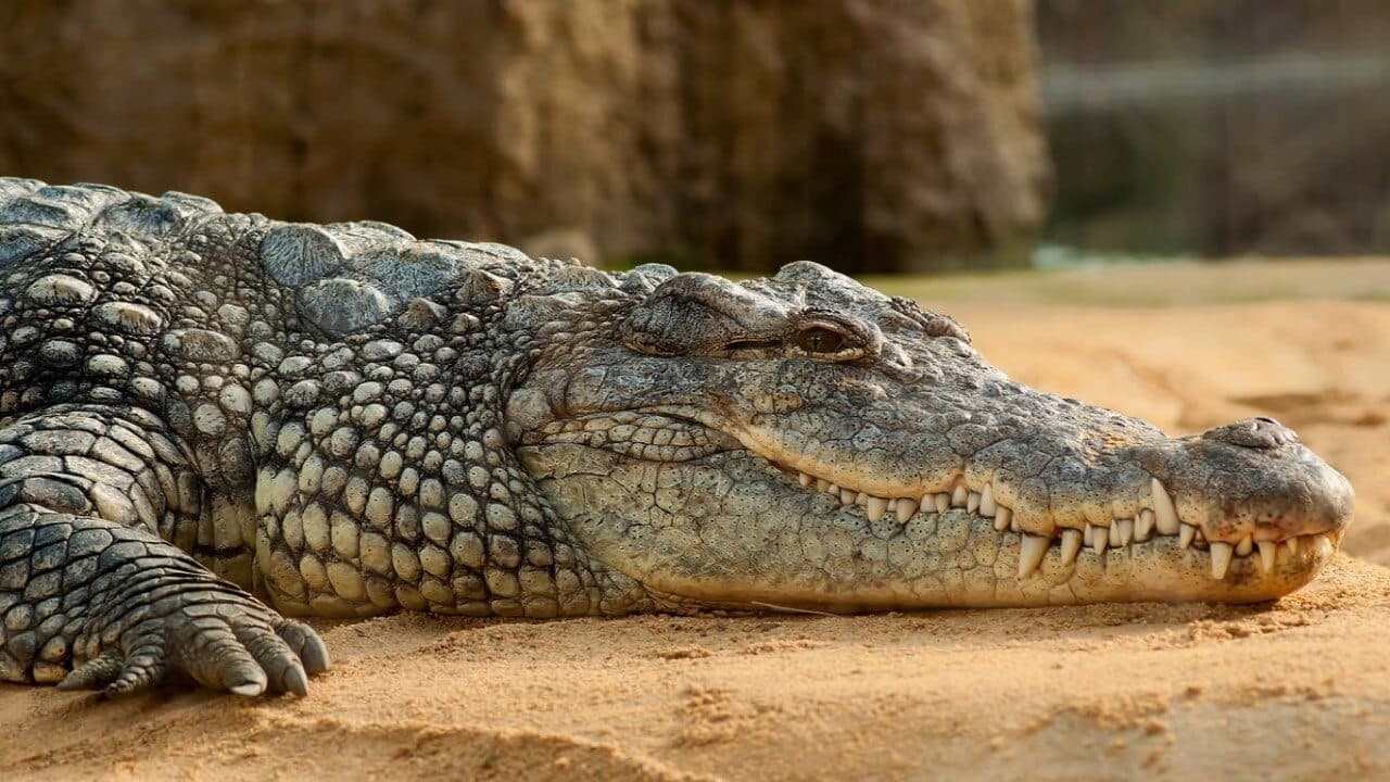 Les larmes des crocodiles backdrop