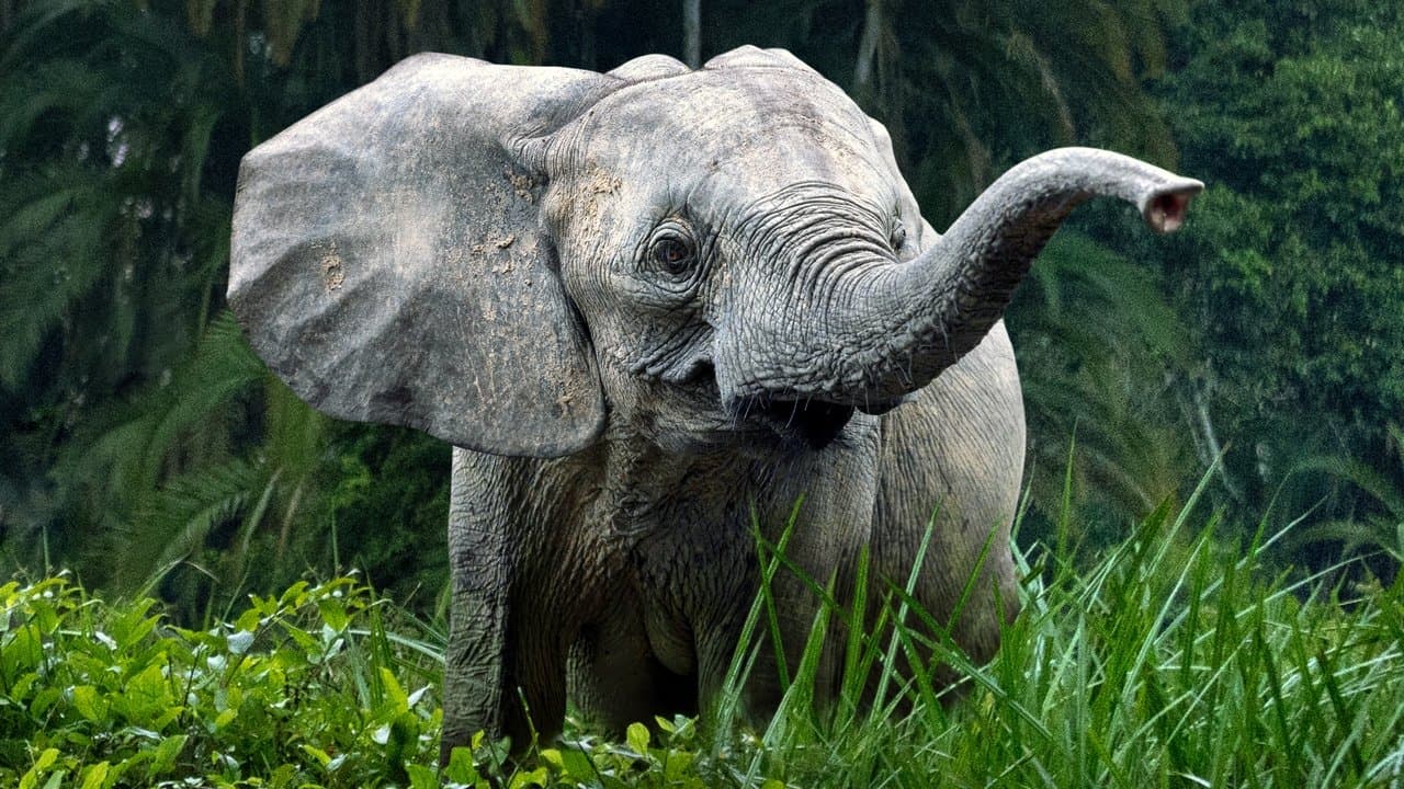 Secrets of the Elephants backdrop