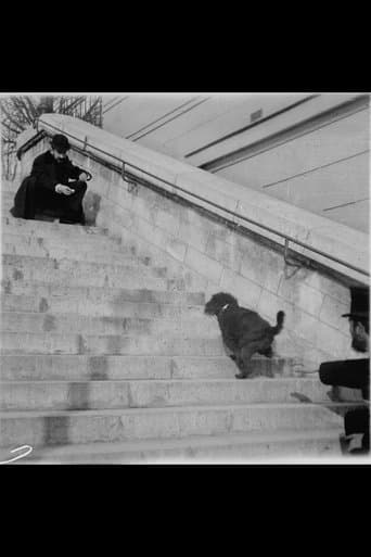 Chien, Caniche Noir Descendant et Montant Un Escalier poster - Find streaming availability
