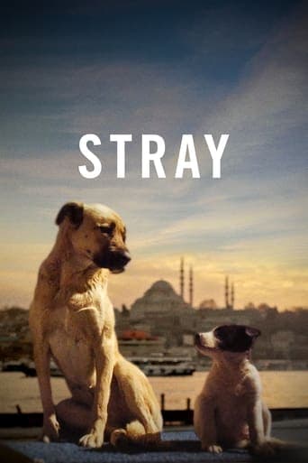 Stray poster - Find streaming availability