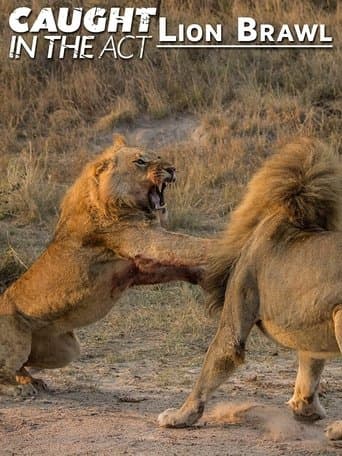 Caught in the Act: Lion Brawl poster - Find streaming availability