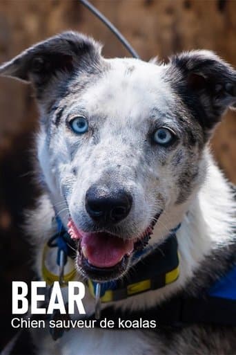 Bear, chien sauveur de koalas poster - Find streaming availability