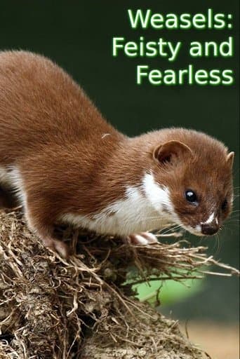 Weasels: Feisty and Fearless poster - Find streaming availability