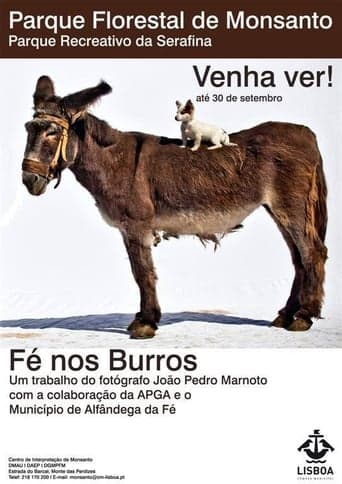 Fé nos Burros poster - Find streaming availability