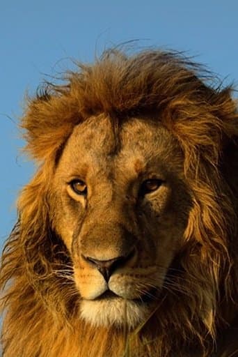 Serengeti poster - Find streaming availability