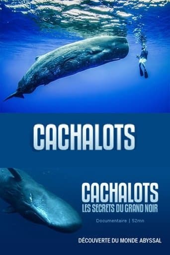 Cachalots, les Secrets du Grand Noir poster - Find streaming availability