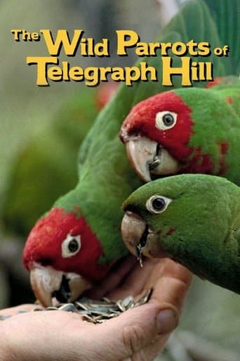 The Wild Parrots of Telegraph Hill poster - Find streaming availability