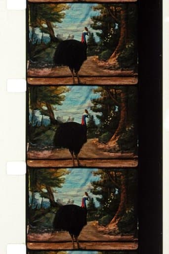 Cassowary poster - Find streaming availability