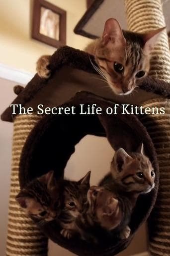The Secret Life of Kittens poster - Find streaming availability
