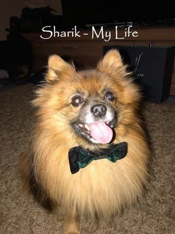 Sharik - My Life poster - Find streaming availability