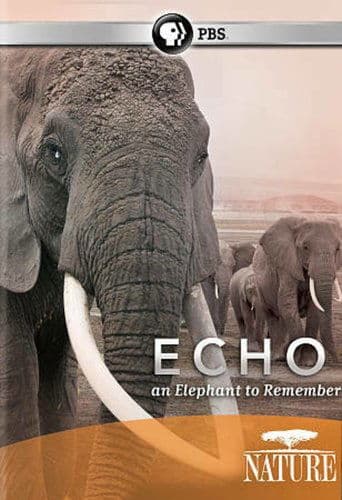 Echo: An Elephant to Remember poster - Find streaming availability
