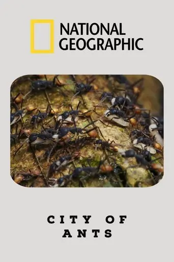 City Of Ants poster - Find streaming availability