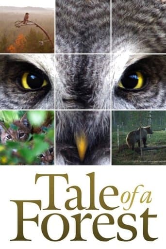 Tale of a Forest poster - Find streaming availability