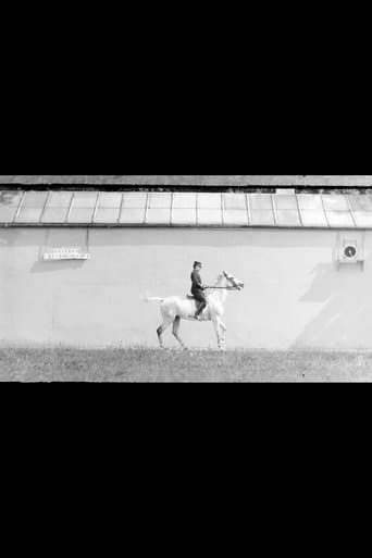 Bay Horse, Mounted, Trotting poster - Find streaming availability